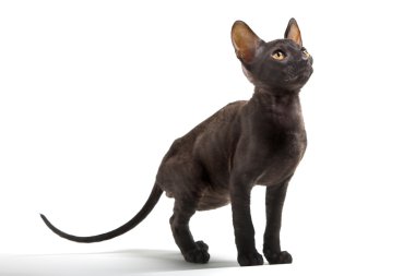 Cornish Rex