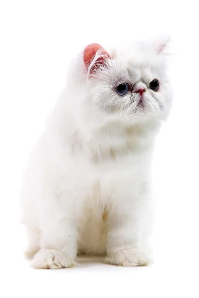 백색 페르시아 고양이 — 스톡 사진
