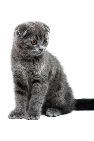 Lop-ear kitten — стоковое фото