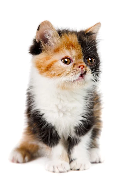 鼈甲ペルシャ猫 — ストック写真