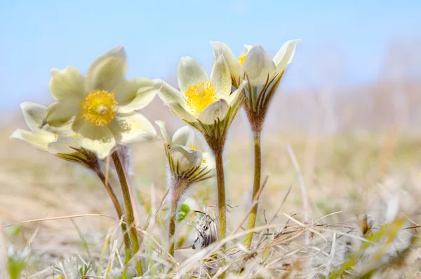 stock image Spring flower