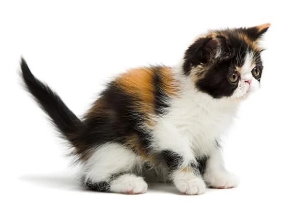 Грушева персидський кіт — стокове фото