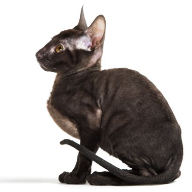 Cornish Rex