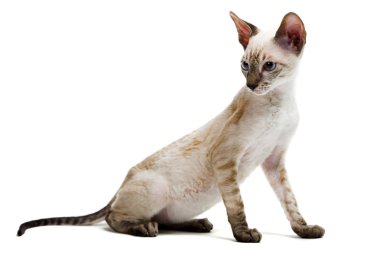 Cornish Rex clipart