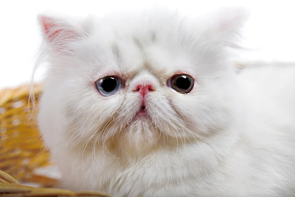 Gato persa blanco — Foto de Stock