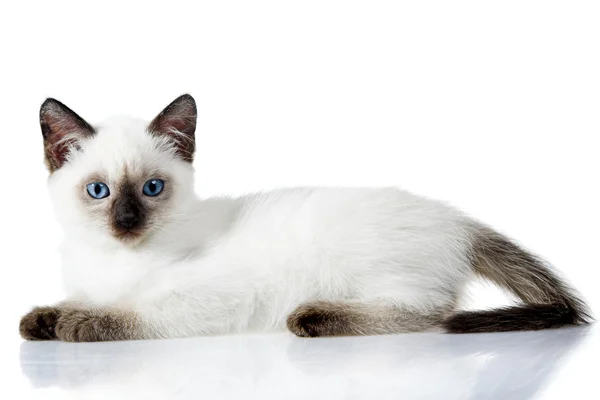 暹罗猫小猫 — 图库照片