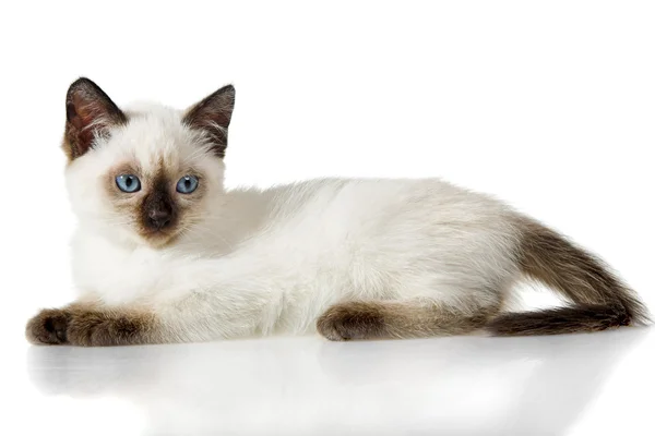 Siamese kitten — Stock Photo, Image