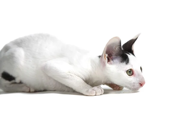 Корнишский котенок — стоковое фото