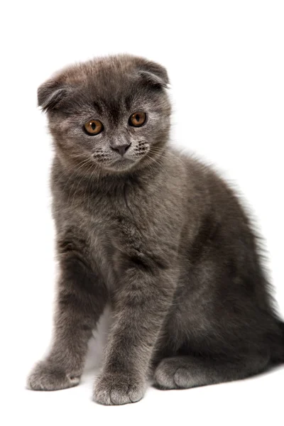 Lop-ear kitten — стоковое фото