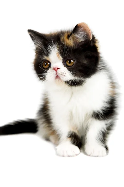 鼈甲ペルシャ猫 — ストック写真
