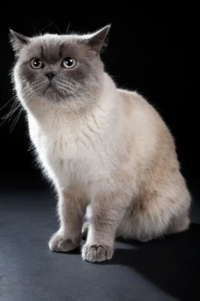 Британський кіт — стокове фото