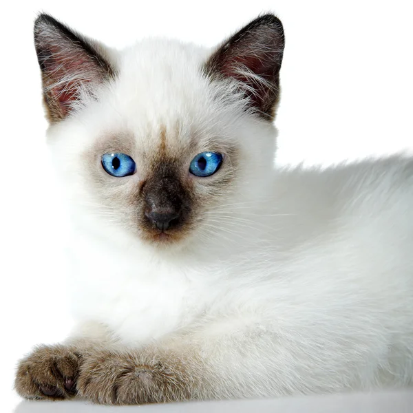 Сиамский котенок — стоковое фото