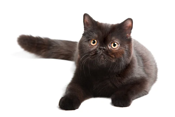 Negro británico gato — Foto de Stock