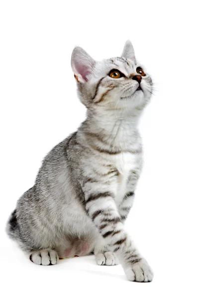 Grå brittisk kattunge — Stockfoto