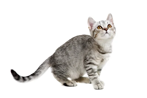 イギリス灰色の子猫 ロイヤリティフリーのストック写真