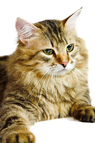 Kot syberyjski — Zdjęcie stockowe