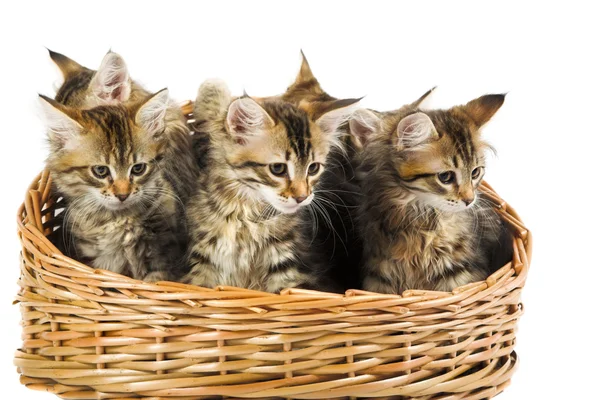Siberian kitten — Stock Photo, Image