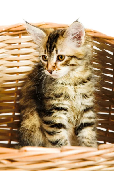 Сибирский котёнок — стоковое фото