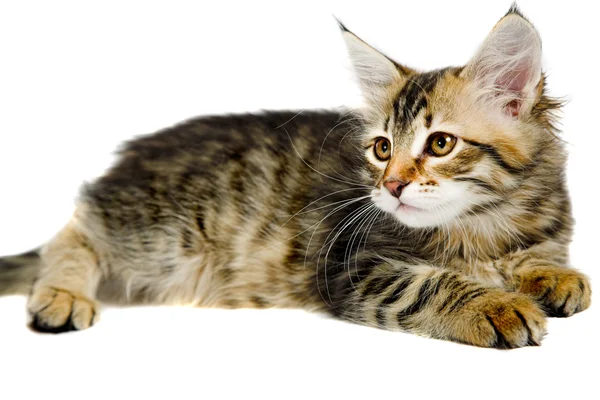 Сибірський кошеня — стокове фото