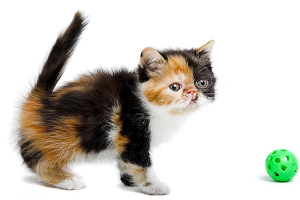 Персидский черепаховый кот — стоковое фото