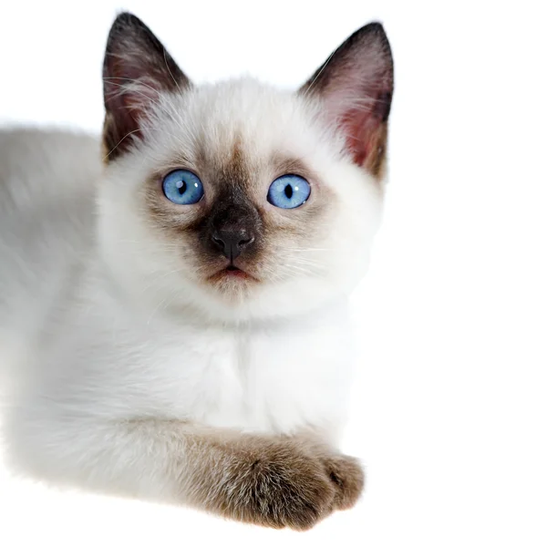 Сиамский котенок — стоковое фото