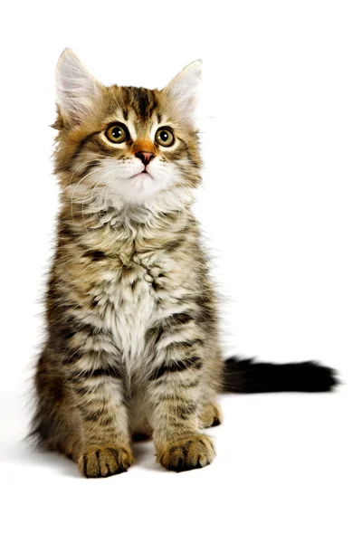 Siberian kitten — Stock Photo, Image