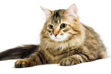 Siberian cat clipart