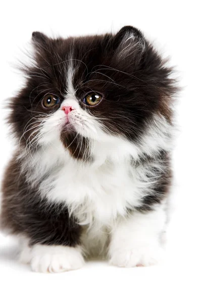 페르시아 새끼 고양이 — 스톡 사진