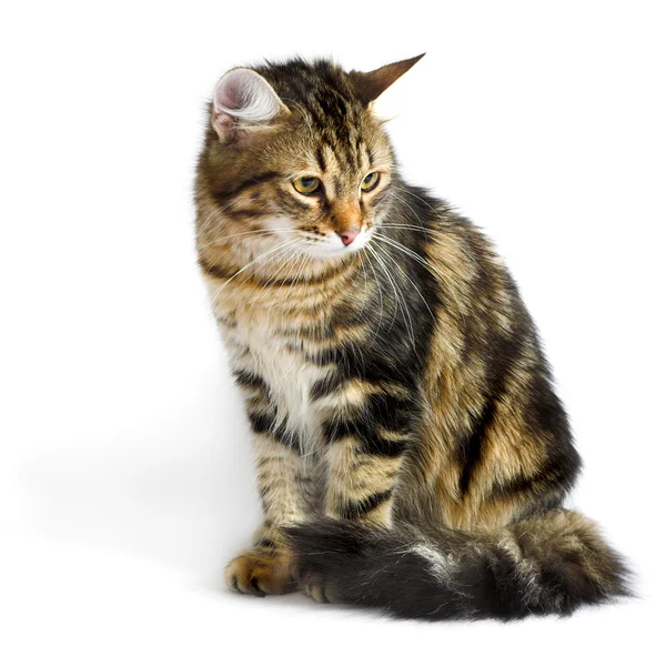 Kot syberyjski — Zdjęcie stockowe