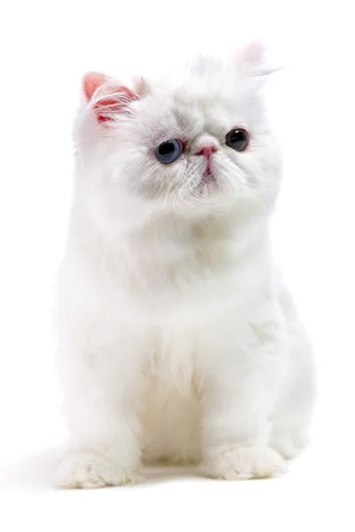 白いペルシャ猫 — ストック写真