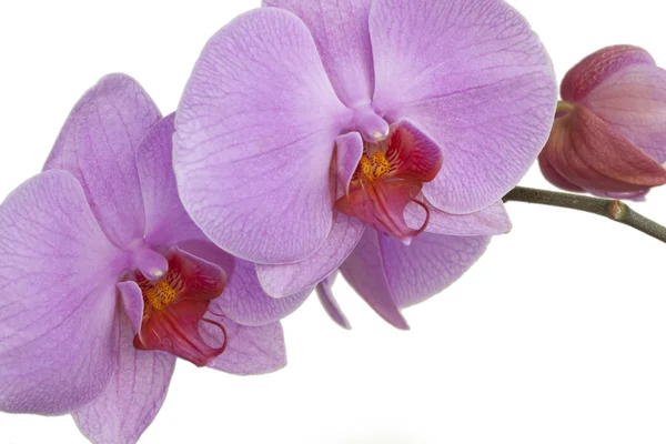 stock image Orchid