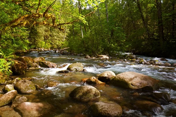 Potok leśny — Zdjęcie stockowe