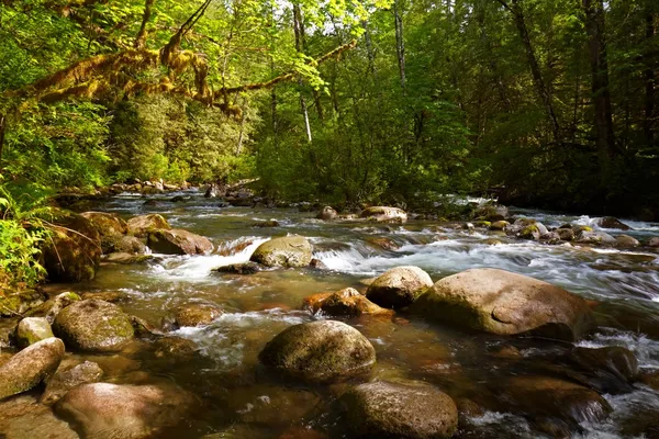 Ruisseau forestier Images De Stock Libres De Droits