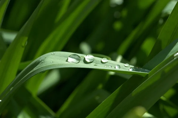 Dew on Grass — Stock Photo, Image
