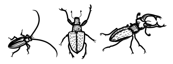 stock vector Several species of beetles