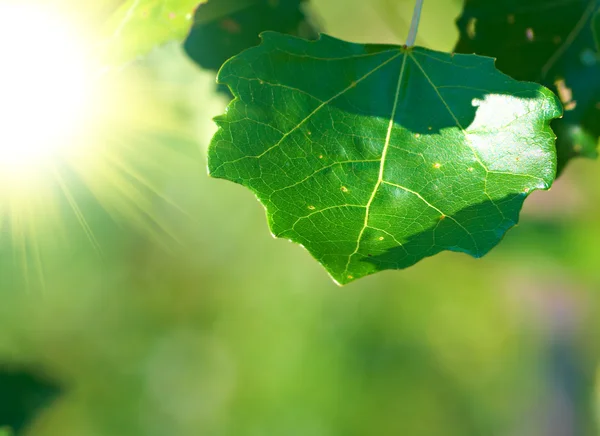 Levelek a fa és a ragyogó napsütés — Stock Fotó