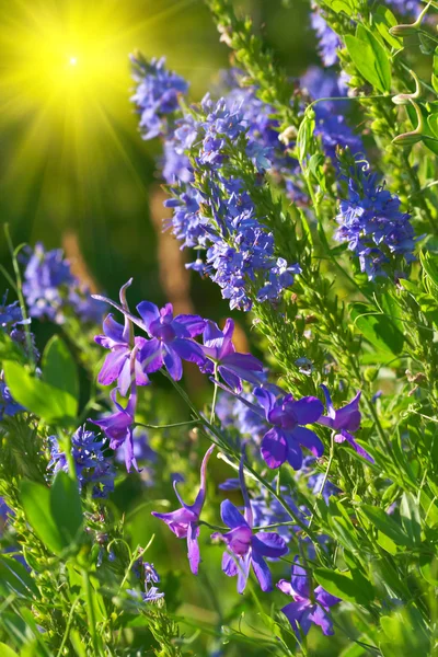 Campo flores violetas — Foto de Stock