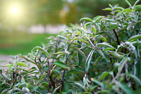 Spring background with sun — Stock Photo, Image