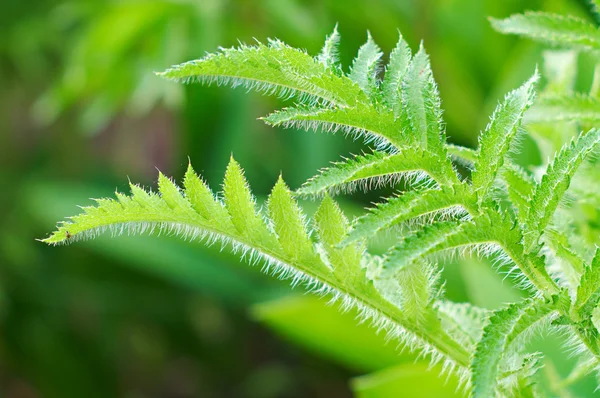 Borstelige groene bladeren van de plant — Stockfoto