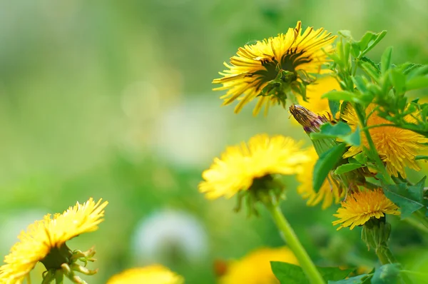 Dandelions and field grass — Stock Photo, Image