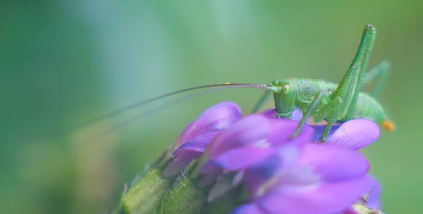 Zelená kobylka na Fialový květ — Stock fotografie