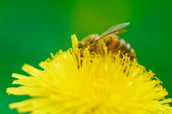 Včela shromažďuje pyl — Stock fotografie
