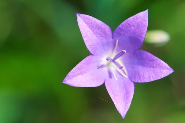 Полевой цветок, известный как Белл — стоковое фото