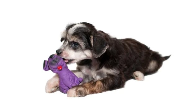 Filhote de cachorro com brinquedo violeta — Fotografia de Stock