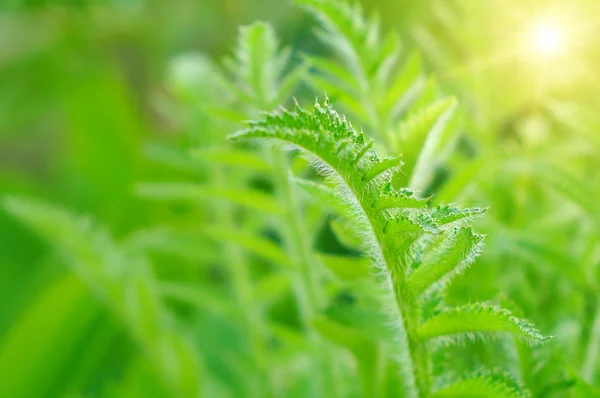 Background with hairy leaves of the plant — Stock Photo, Image