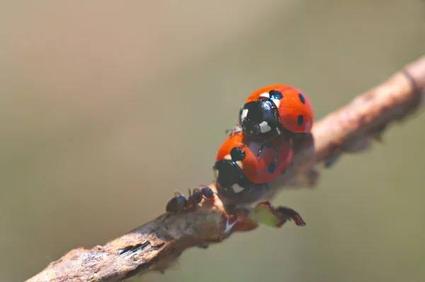 Маленькие ledybugs — стоковое фото