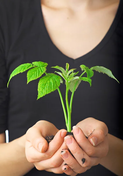 Молодое растение в руках женщины — стоковое фото