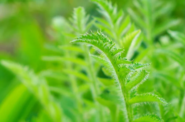 Zelených rostlin pozadí — Stock fotografie