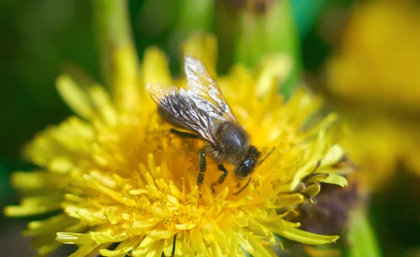 꿀벌 꽃가루를 수집 — 스톡 사진