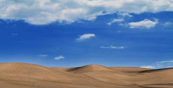 stock image In desert during the heat period